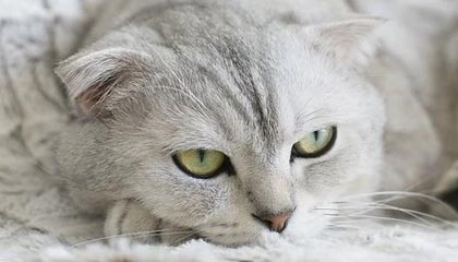 开云全站下载-特色比赛：快速反应挑战赛热血开启，快速反应队伍